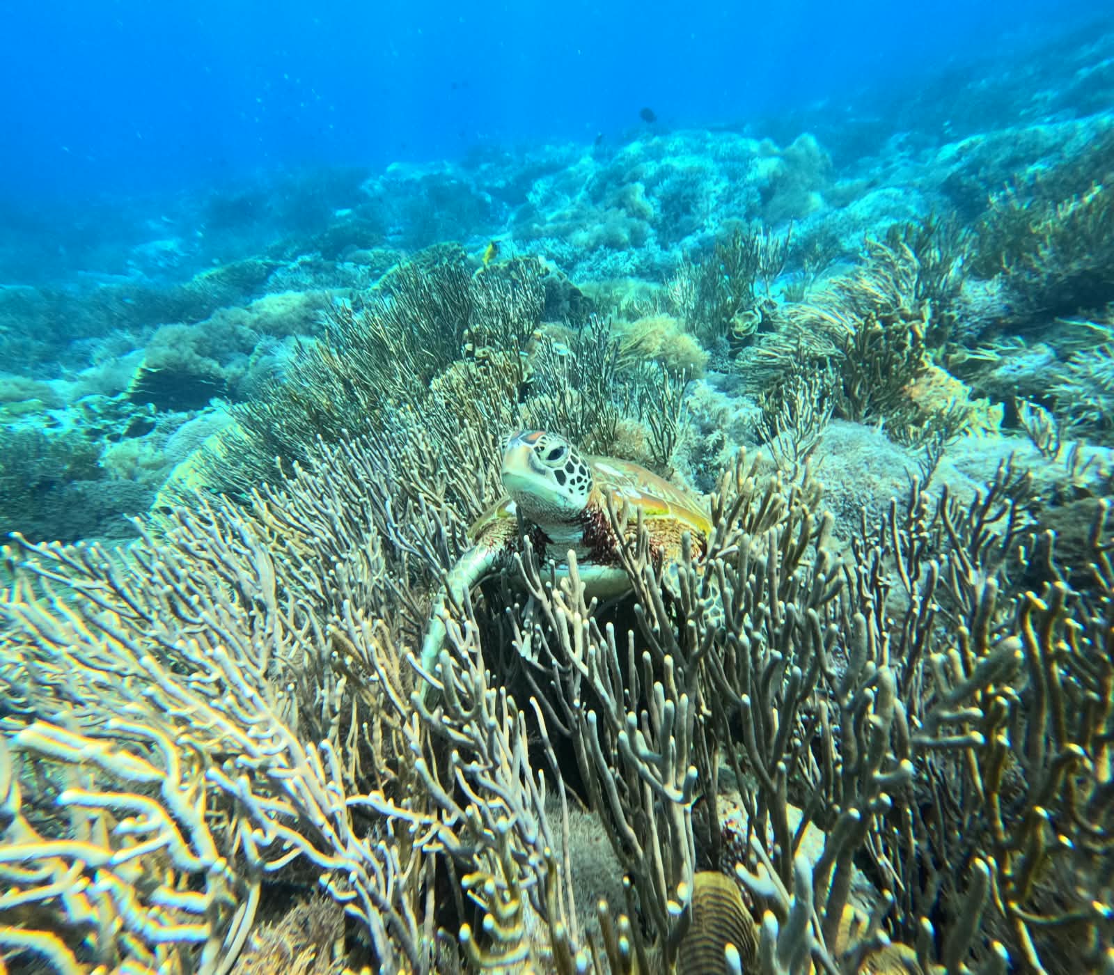 Komodo National Park & Padar Bay - photo 1