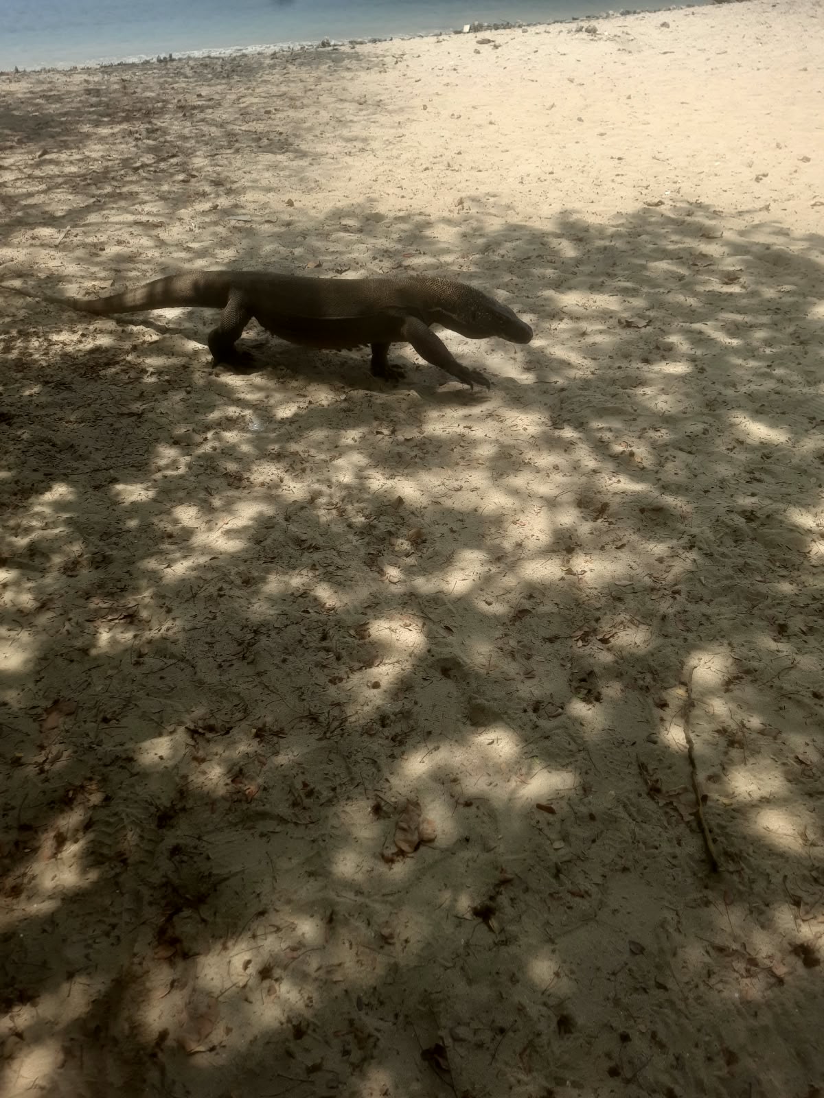 Komodo National Park & Padar Bay - photo 6
