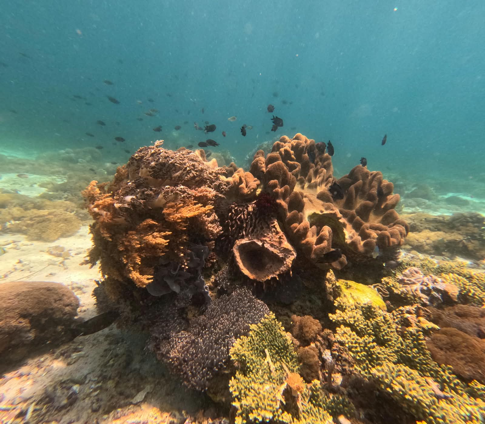Komodo National Park & Padar Bay - photo 13